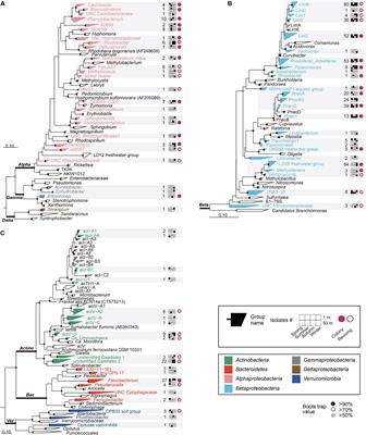 Cultivation of Dominant Freshwater Bacterioplankton Lineages Using a High-Throughput Dilution-to-Extinction Culturing Approach Over a 1-Year Period